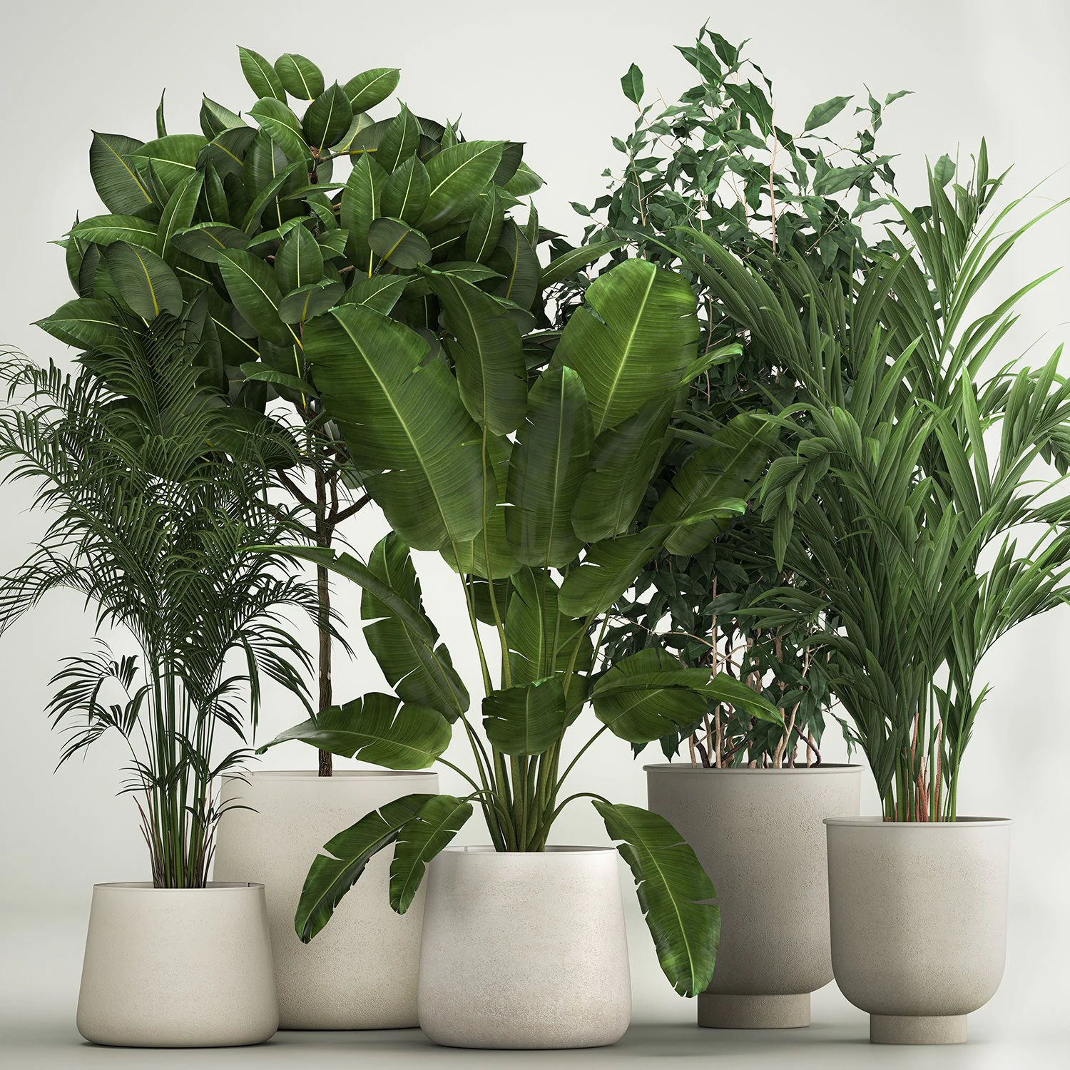 Set of potted plants ficus palm strelitzia 1198 3D Model .c4d .max .obj .3ds .fbx .stl .blend 