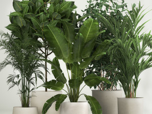 Set of potted plants ficus palm strelitzia 1198 3D Model