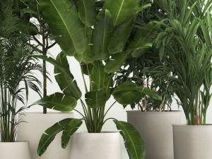 Set of potted plants ficus palm strelitzia 1198 3D 모델
