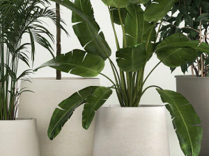 Set of potted plants ficus palm strelitzia 1198 3D Model
