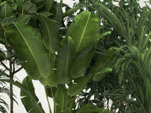 Set of potted plants ficus palm strelitzia 1198 3D Model