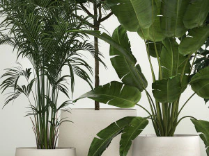 Set of potted plants ficus palm strelitzia 1198 3D Model