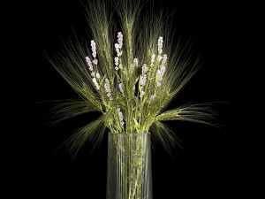 Bouquet of green wheat from spikelets and lavender flowers 282 3D Model