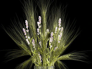 Bouquet of green wheat from spikelets and lavender flowers 282 3D Model