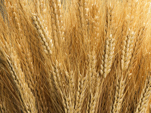 Decorative bouquet of ears of wheat in a wicker basket 285 3D Model