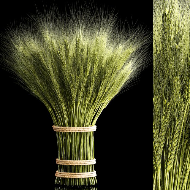 Decorative bouquet of green spikelets of wheat 286 3D Modell .c4d .max .obj .3ds .fbx .stl .blend