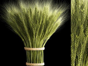 Decorative bouquet of green spikelets of wheat 286 3D Model