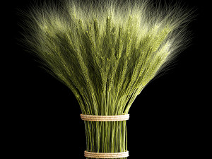 Decorative bouquet of green spikelets of wheat 286 3D Modell