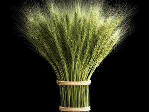 Decorative bouquet of green spikelets of wheat 286 3D Model
