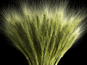 Decorative bouquet of green spikelets of wheat 286 3D Modell
