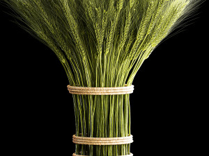 Decorative bouquet of green spikelets of wheat 286 3D Modell