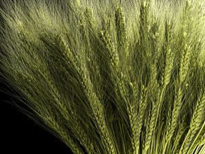 Decorative bouquet of green spikelets of wheat 286 3D Modell