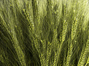 Decorative bouquet of green spikelets of wheat 286 3D Model