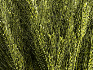 Decorative bouquet of green spikelets of wheat 286 3D Modell