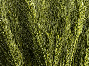 Decorative bouquet of green spikelets of wheat 286 3D Model