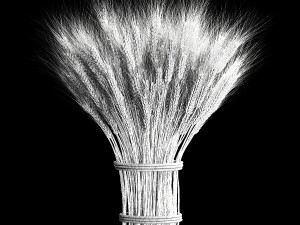 Decorative bouquet of green spikelets of wheat 286 3D Modell