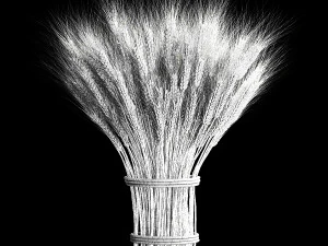 Decorative bouquet of green spikelets of wheat 286 3D Model