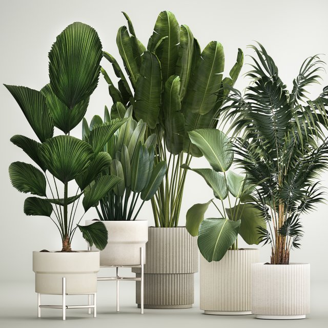 Set of plants in pots from Likuala Strelitzia palm 1199 3D Модель .c4d .max .obj .3ds .fbx .stl .blend 