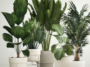 Set of plants in pots from Likuala Strelitzia palm 1199 3D Model