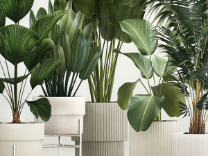 Set of plants in pots from Likuala Strelitzia palm 1199 3D Модель