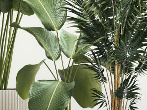 Set of plants in pots from Likuala Strelitzia palm 1199 3D Модель