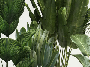Set of plants in pots from Likuala Strelitzia palm 1199 3D Модель