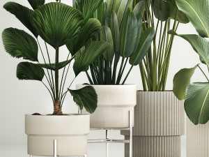 Set of plants in pots from Likuala Strelitzia palm 1199 3D Модель