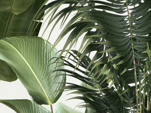Set of plants in pots from Likuala Strelitzia palm 1199 3D Модель