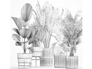 Set of plants in pots from Likuala Strelitzia palm 1199 3D Модель