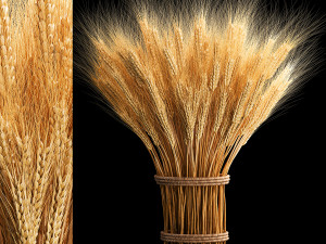 Bouquet of dried flowers from spikelets of wheat 287 3D Model
