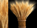 Bouquet of dried flowers from spikelets of wheat 287 3D 模型