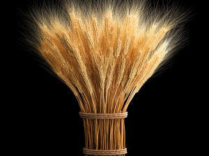 Bouquet of dried flowers from spikelets of wheat 287 3D Модель