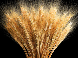Bouquet of dried flowers from spikelets of wheat 287 3D Модель