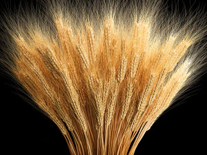 Bouquet of dried flowers from spikelets of wheat 287 3D Model