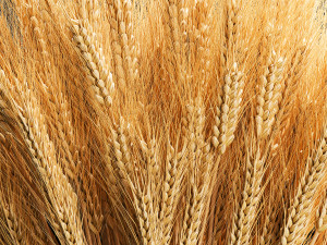 Bouquet of dried flowers from spikelets of wheat 287 3D Модель