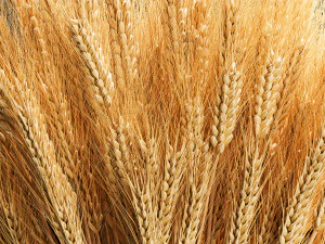 Bouquet of dried flowers from spikelets of wheat 287 3D Model