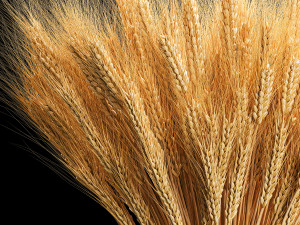 Bouquet of dried flowers from spikelets of wheat 287 3D Модель