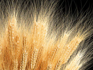 Bouquet of dried flowers from spikelets of wheat 287 3D Model