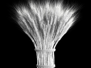 Bouquet of dried flowers from spikelets of wheat 287 3D Модель