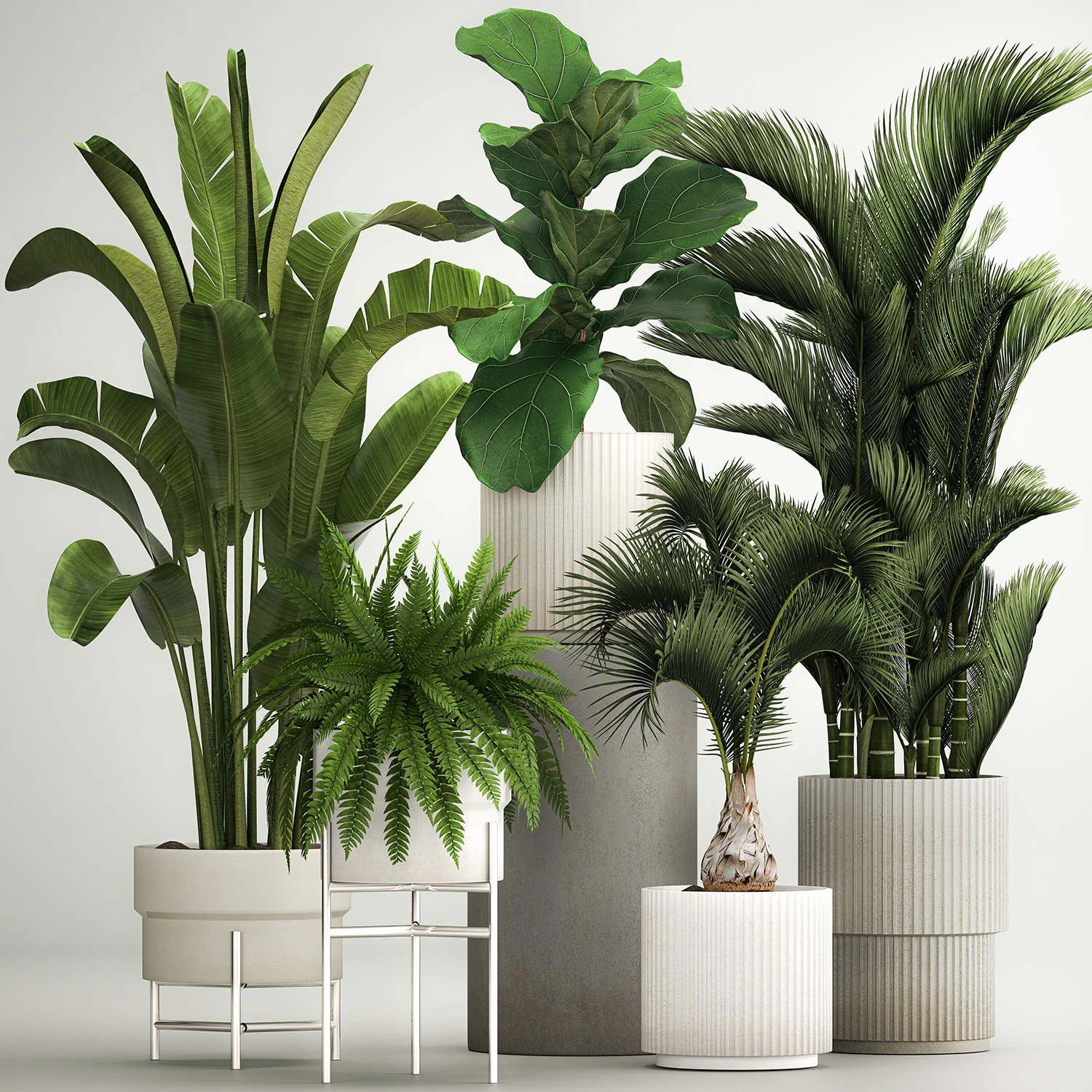 Set of plants in pots from Strelitzia palm ficus 1200 3D Model .c4d .max .obj .3ds .fbx .stl .blend 