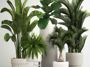 Set of plants in pots from Strelitzia palm ficus 1200 3D Model