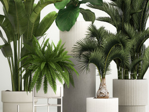 Set of plants in pots from Strelitzia palm ficus 1200 3D 模型