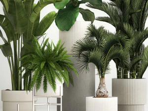 Set of plants in pots from Strelitzia palm ficus 1200 3D Model