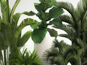 Set of plants in pots from Strelitzia palm ficus 1200 3D Model
