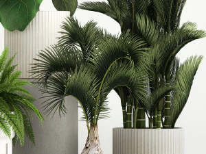 Set of plants in pots from Strelitzia palm ficus 1200 3D Model