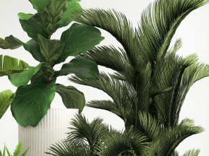 Set of plants in pots from Strelitzia palm ficus 1200 3D Model