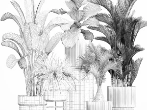 Set of plants in pots from Strelitzia palm ficus 1200 3D Model
