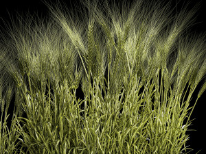 Set Of Green Ears Of Wheat In A Pot 1201 Modelo 3D
