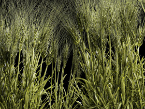 Set Of Green Ears Of Wheat In A Pot 1201 Modelo 3D