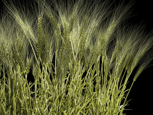 Set Of Green Ears Of Wheat In A Pot 1201 Modelo 3D